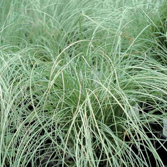 Promesse de Fleurs - Carex comans Frosted Curls Godet de 8/9 cm