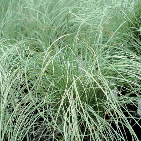Promesse de Fleurs - Carex comans Frosted Curls Godet de 8/9 cm