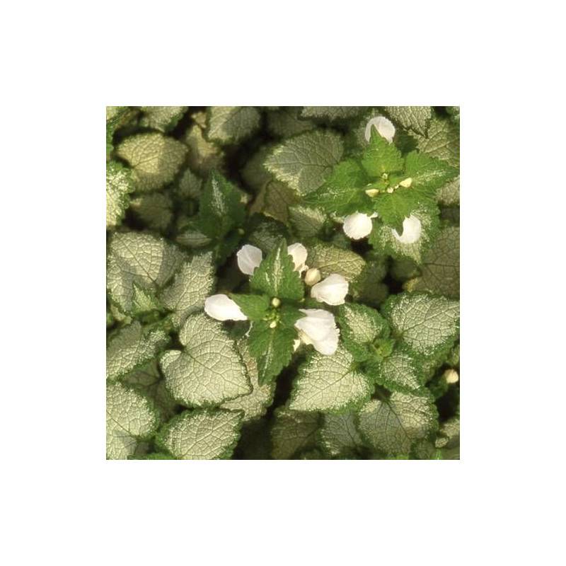 Lamier maculé White Nancy à fleurs Blanche - feuillage Persistant - Godet - 5/20 cm-  hauteur à maturité De 0,15 m à 0,50 m - Image 1