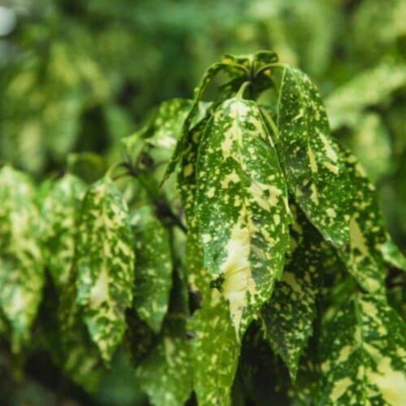 Aucuba à feuilles de croton (Aucuba japonica 'Crotonifolia') - Godet 9cm - Pépinières Naudet - Image 1