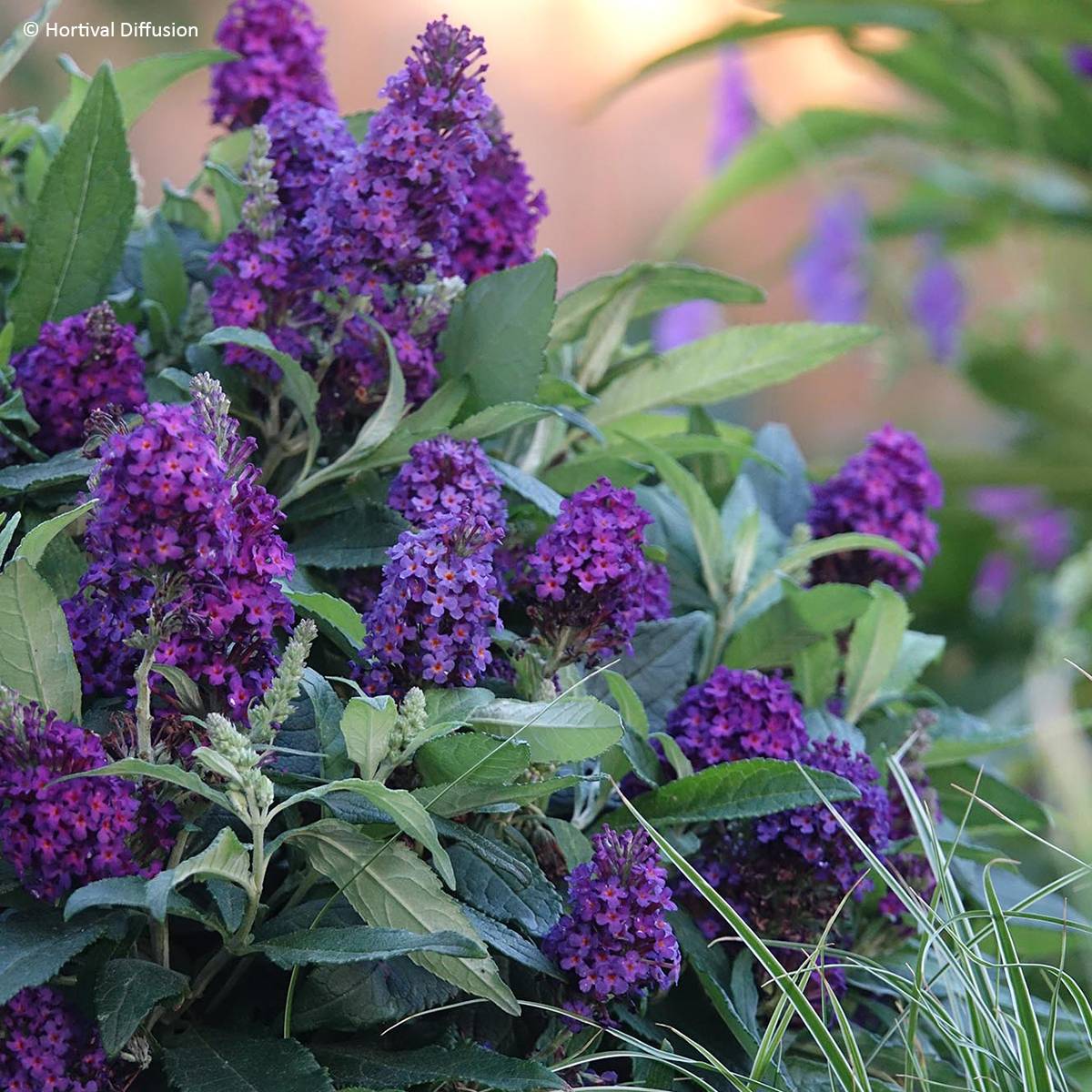 Buddleia davidii Tiny Buddy Deep Blue - Arbre aux papillons nain Pot de 4L/5L