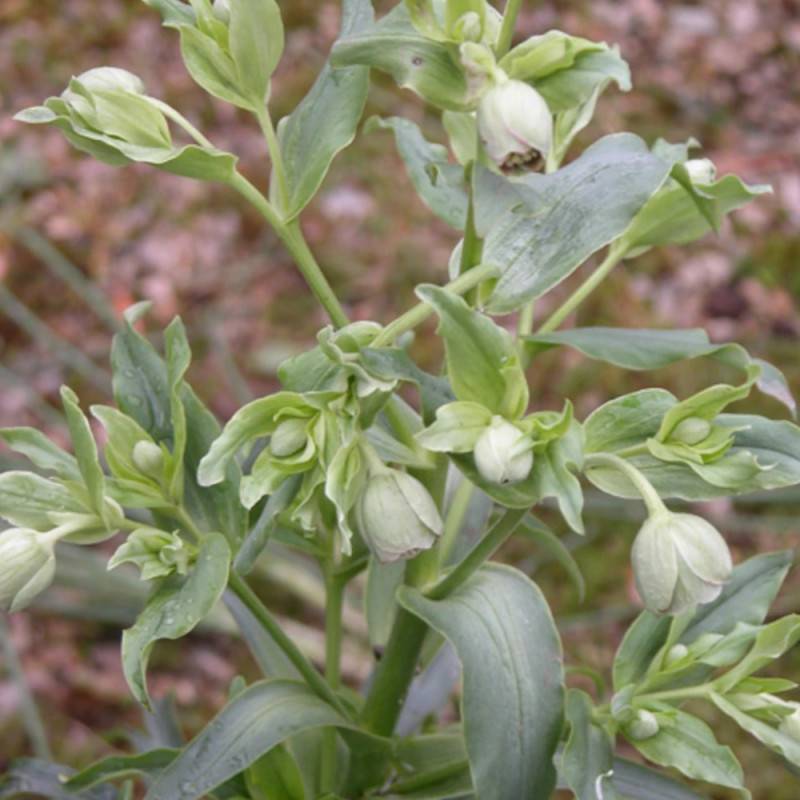 Hellébore foetidus à fleurs Vert/ - feuillage Persistant - Godet - 5/20 cm - Image 1