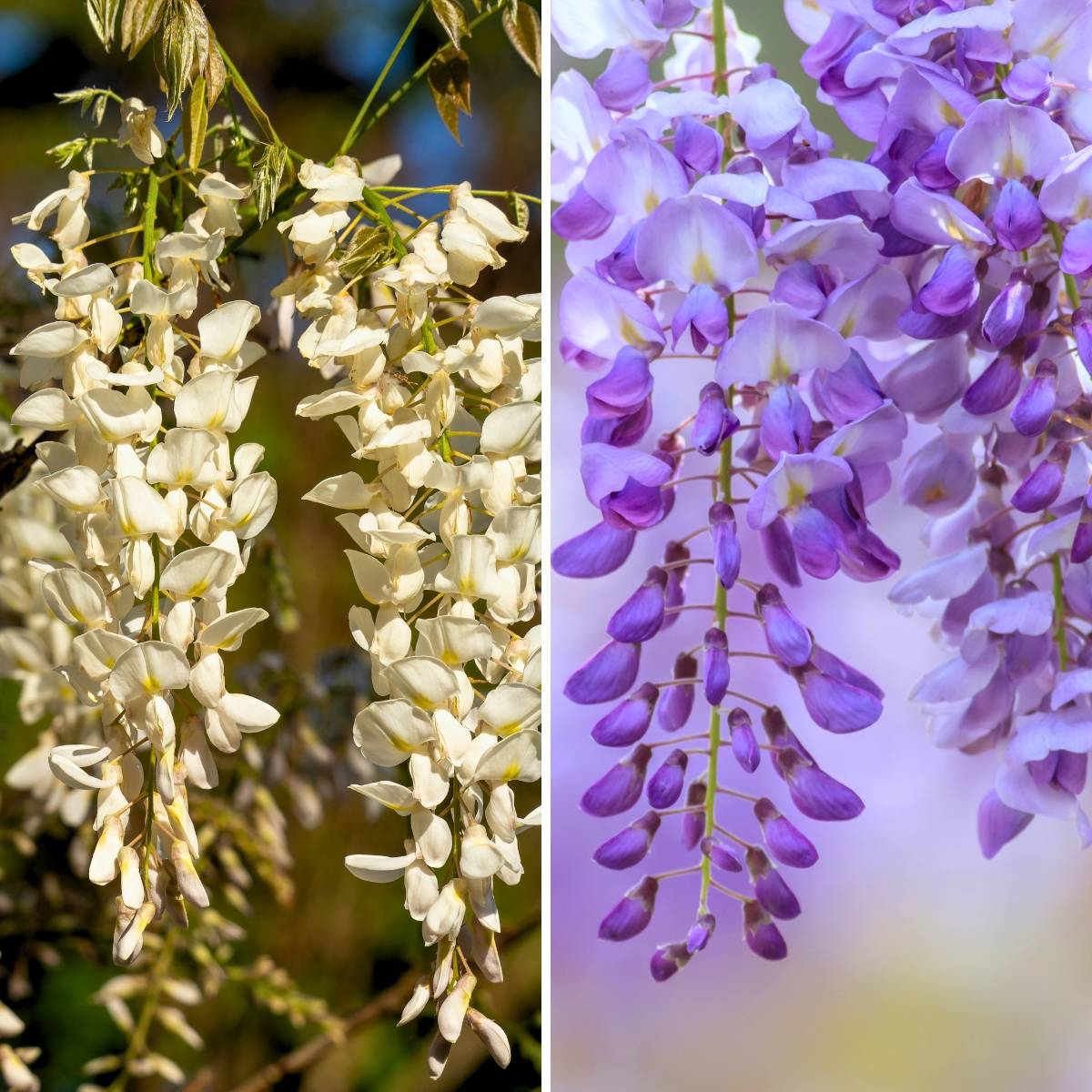 Promesse de Fleurs - Collection de 2 Glycines compactes - Collection de 2 plantes