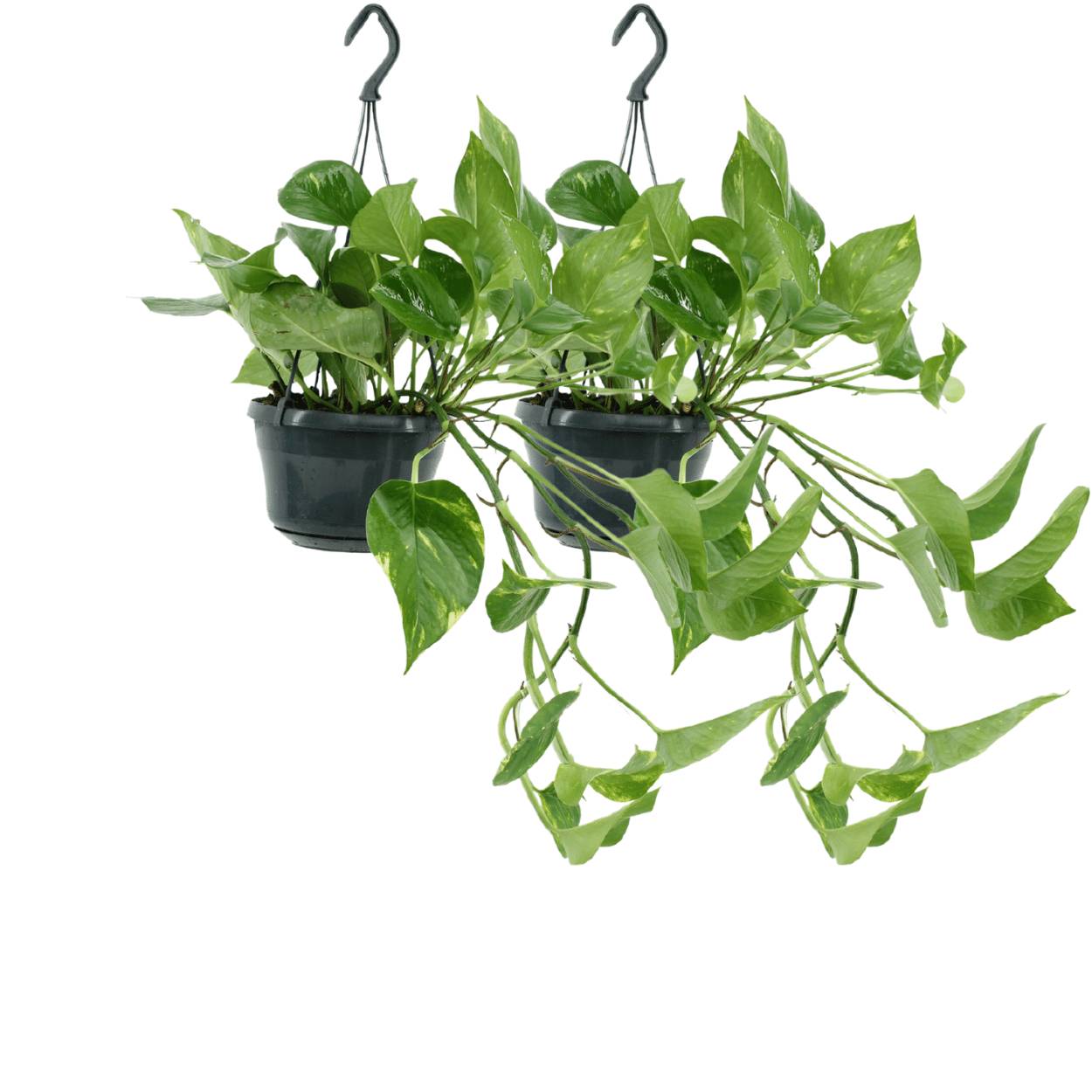 Epipremnum Aureum - D15 H25cm
