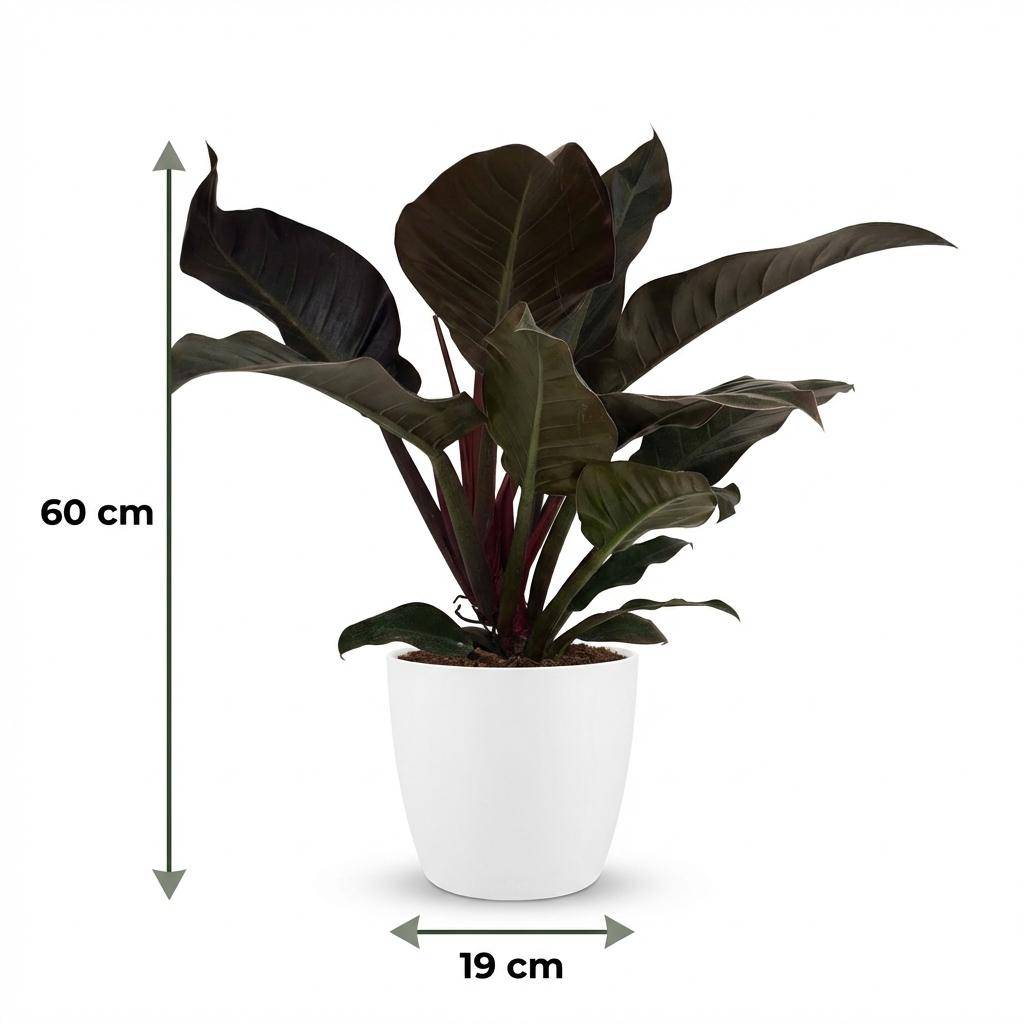Philodendron Imperial Red - Pot de 19cm - Hauteur 60cm - Blanc - Plantes d'intérieur - Image 5
