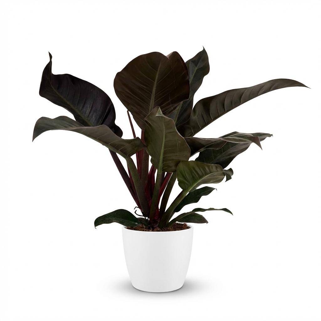 Philodendron Imperial Red - Pot de 19cm - Hauteur 60cm - Blanc - Plantes d'intérieur - Image 1