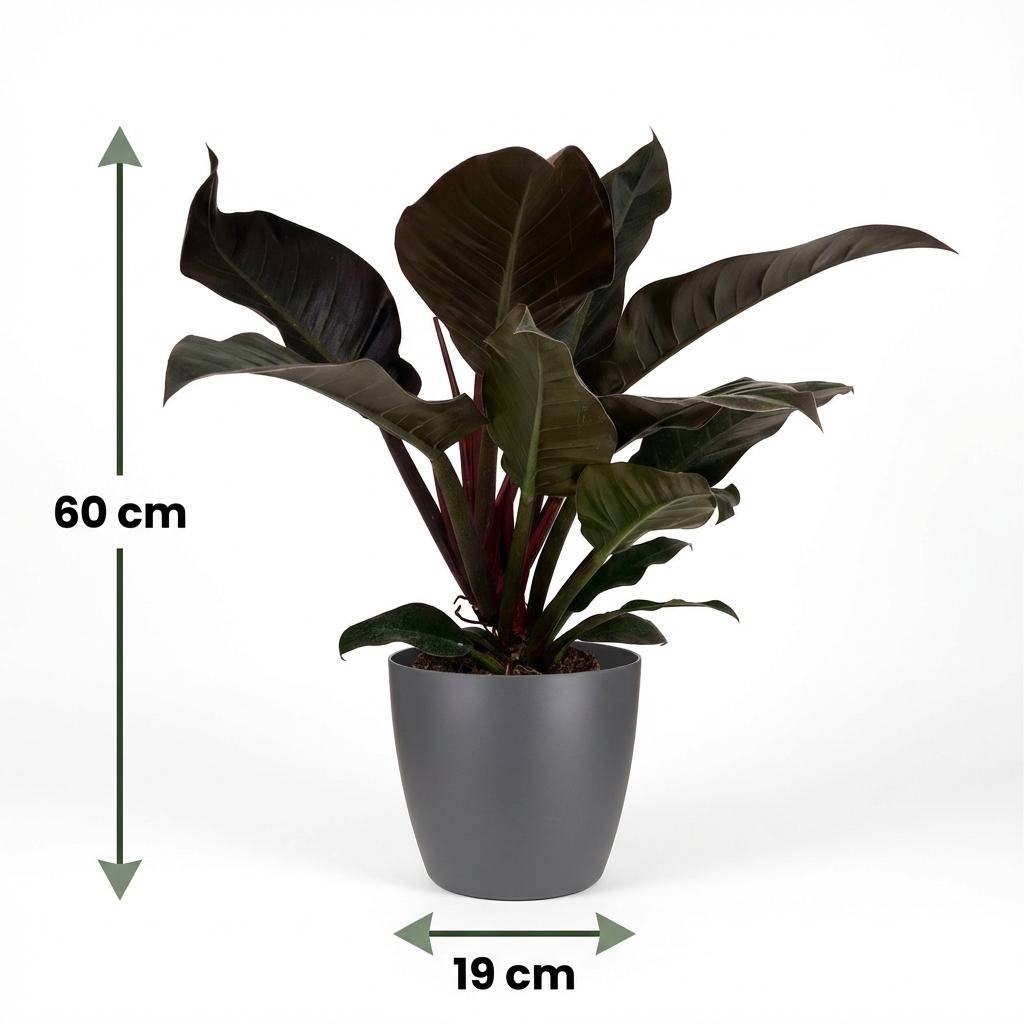 Philodendron Imperial Red - Pot de 19cm - Hauteur 60cm - Blanc - Plantes d'intérieur - Image 9