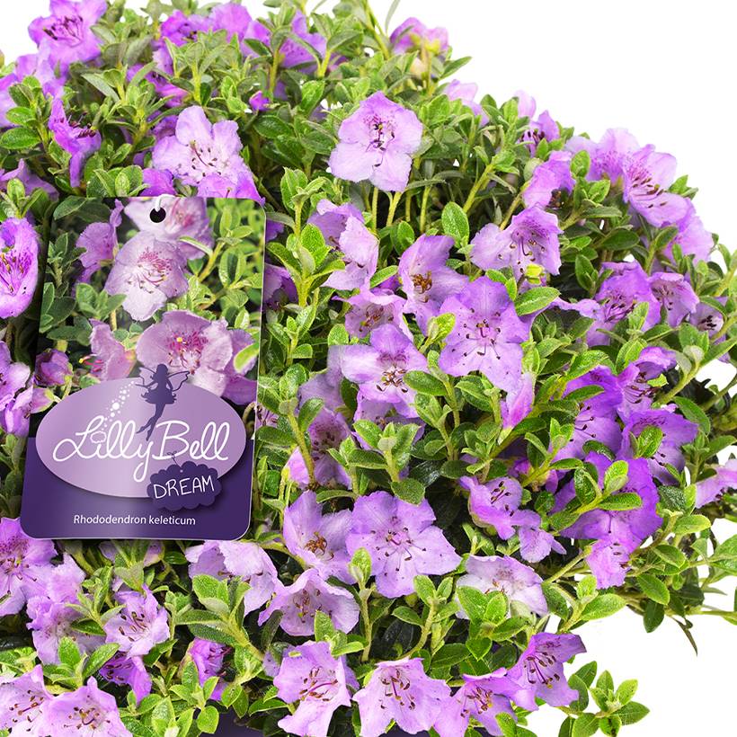 Rhododendron Lilly Bell Dream - Rhododendron nain Pot de 3L/4L - Gamm vert