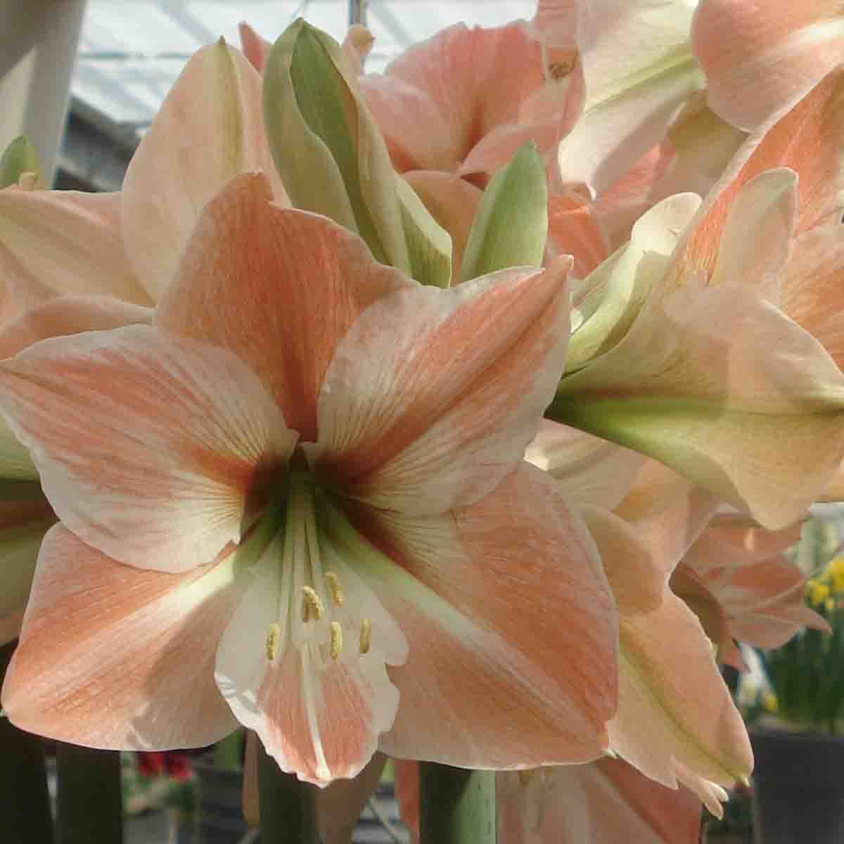 Promesse de Fleurs - Amaryllis Apricot Parfait Bulbe calibre 30/32