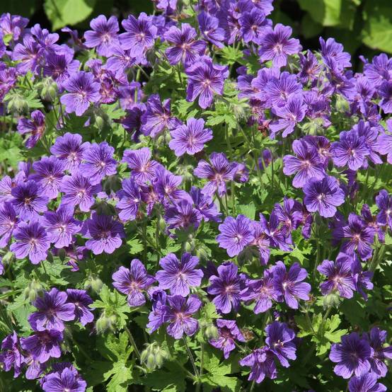 Géranium vivace ibericum Vital - Geranium vivace d'Ibérie Godet de 8/9 cm