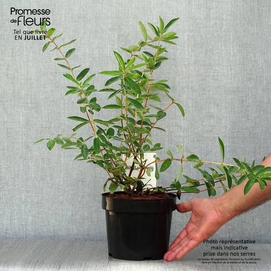Lonicera kamtschatica Eisbär - Baie de Mai Pot de 1,5L/2L - Image 2