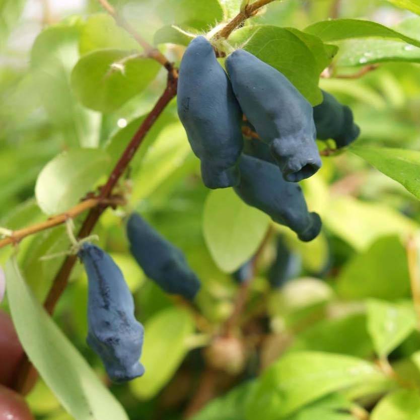 Lonicera kamtschatica Eisbär - Baie de Mai Pot de 1,5L/2L - Image 1