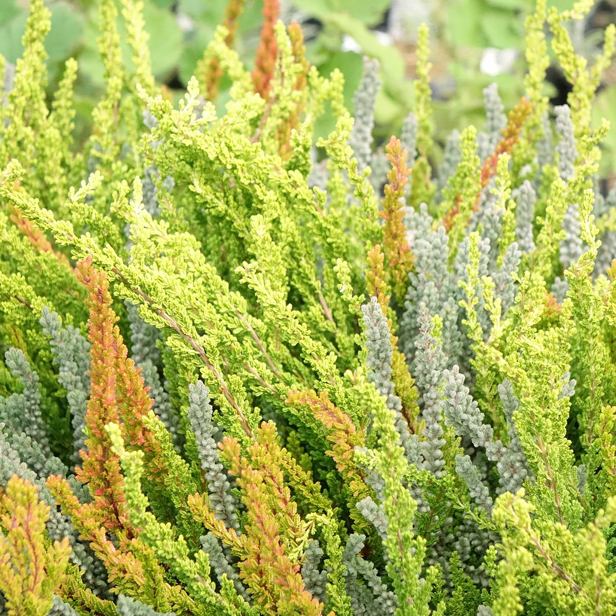 Bruyère d'été - Calluna Garden Girls Sunset Fire Zelda Zoe et Zorina Pot de 1L/1,5L