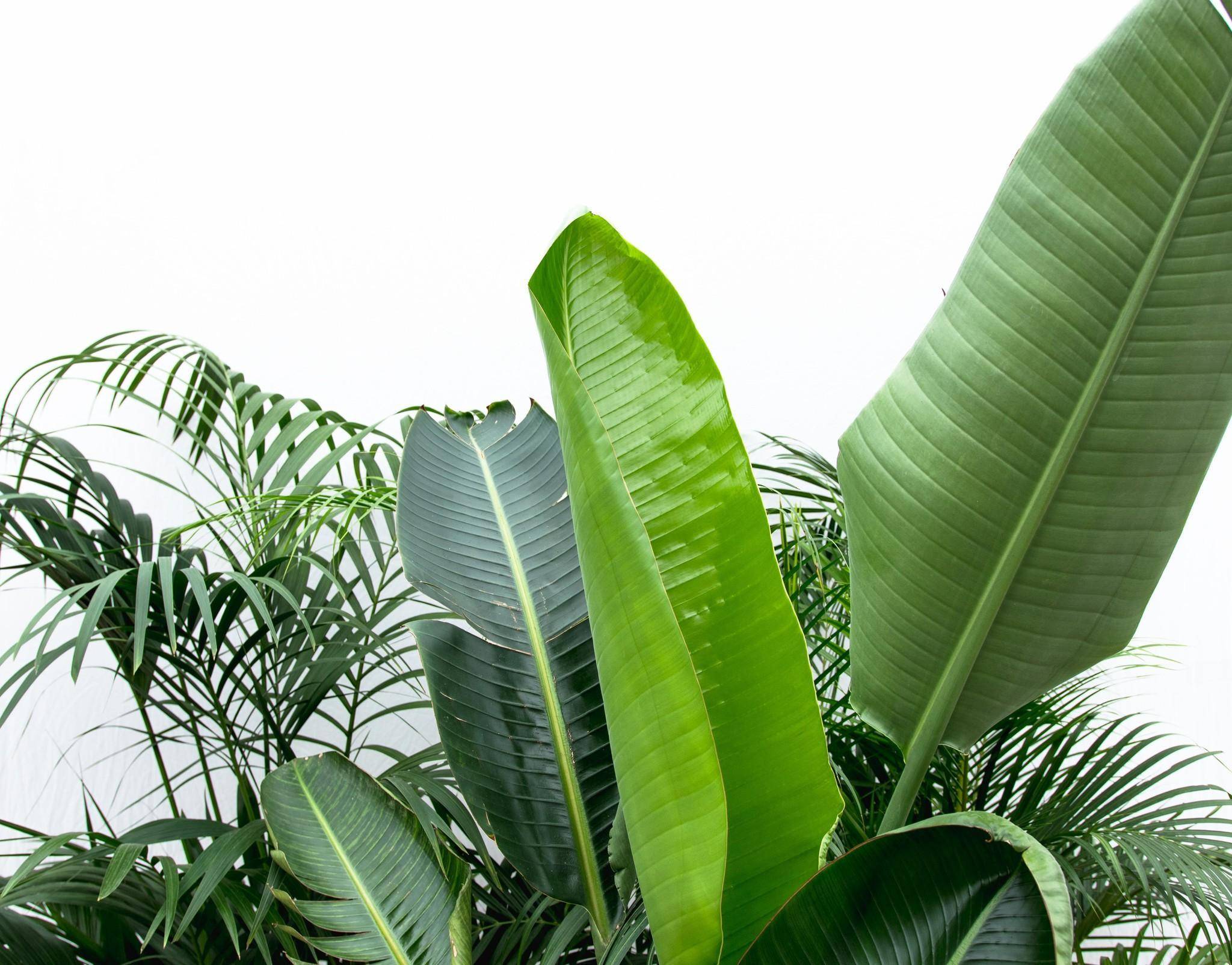 Palmier Kentia, Strelitzia Augusta, Palmier Areca - Lot de 3 plantes - Coffret cadeau 0cm - Plante d'intérieur- La Green Touch - Image 5