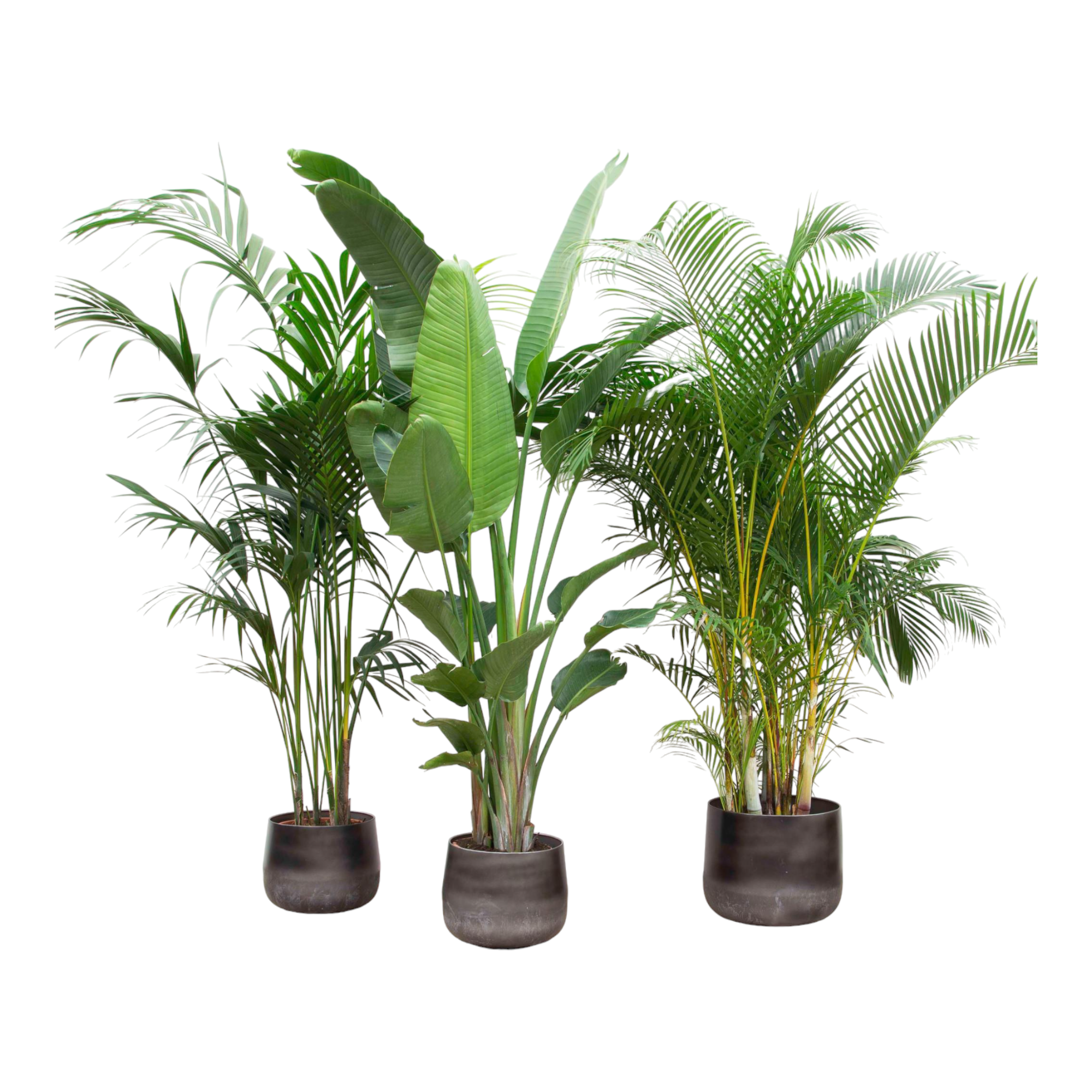 Palmier Kentia, Strelitzia Augusta, Palmier Areca - Lot de 3 plantes - Coffret cadeau 0cm - Plante d'intérieur- La Green Touch - Image 1