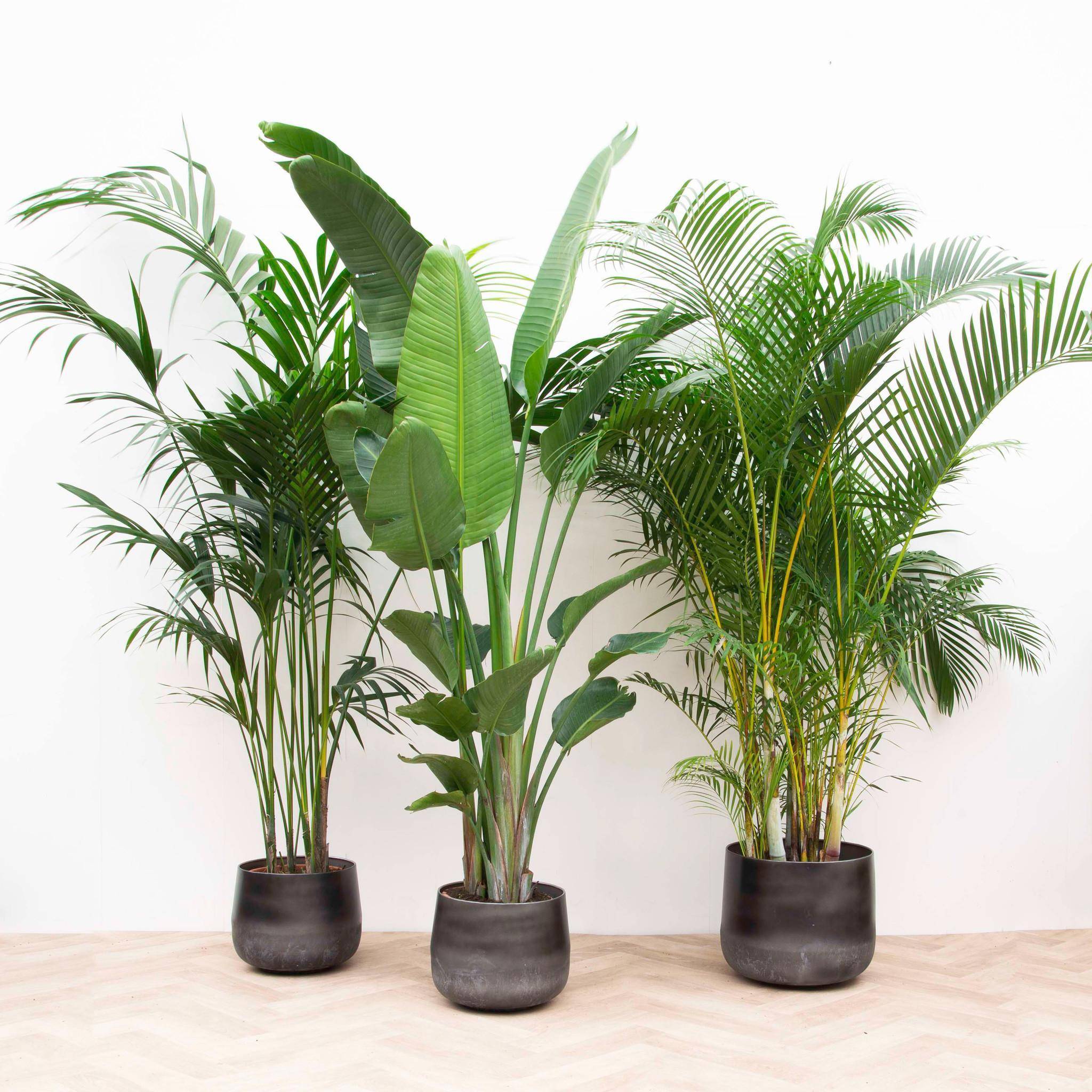 Palmier Kentia, Strelitzia Augusta, Palmier Areca - Lot de 3 plantes - Coffret cadeau 0cm - Plante d'intérieur- La Green Touch - Image 4