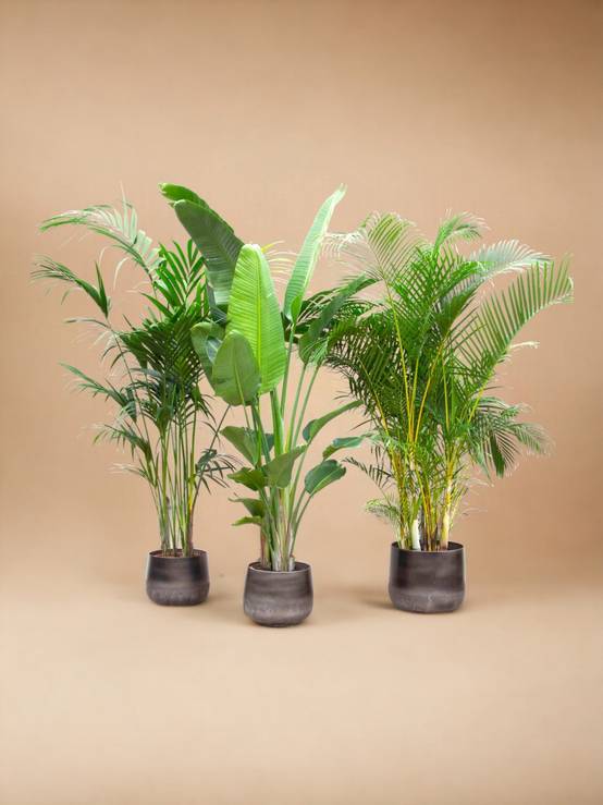 Palmier Kentia, Strelitzia Augusta, Palmier Areca - Lot de 3 plantes - Coffret cadeau 0cm - Plante d'intérieur- La Green Touch - Image 2