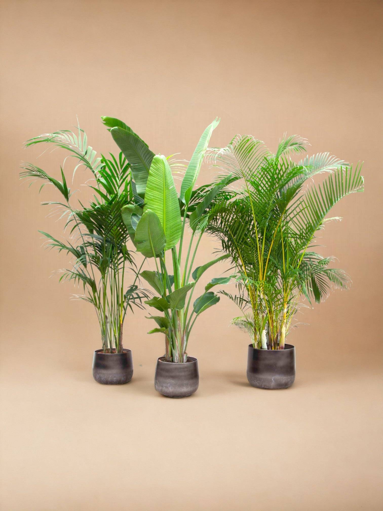 Palmier Kentia, Strelitzia Augusta, Palmier Areca - Lot de 3 plantes - Coffret cadeau 0cm - Plante d'intérieur- La Green Touch - Image 2