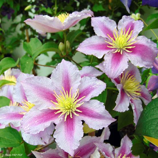 Promesse de Fleurs - Clématite - Clematis Piilu Godet de 8/9 cm