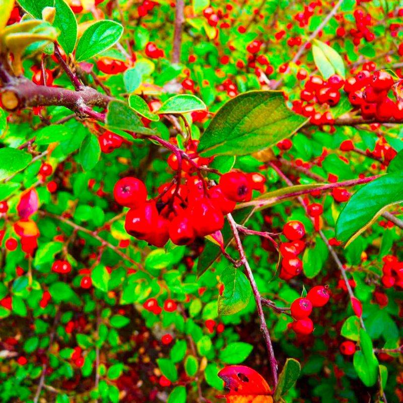 20 Cotoneasters de Franchet (Cotoneaster Franchetii) - Haie de Cotoneaster de Franchet -  - Pépinières Naudet - Image 2