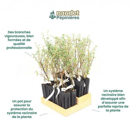20 Cotoneasters de Franchet (Cotoneaster Franchetii) - Haie de Cotoneaster de Franchet - - Pépinières Naudet - Image 4