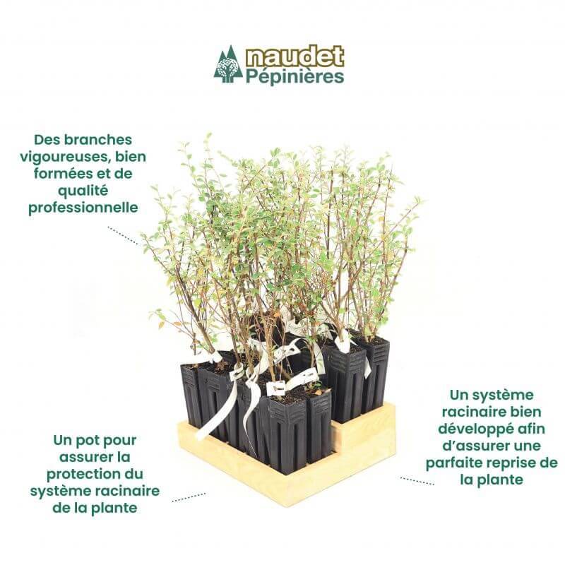 20 Cotoneasters de Franchet (Cotoneaster Franchetii) - Haie de Cotoneaster de Franchet -  - Pépinières Naudet - Image 4