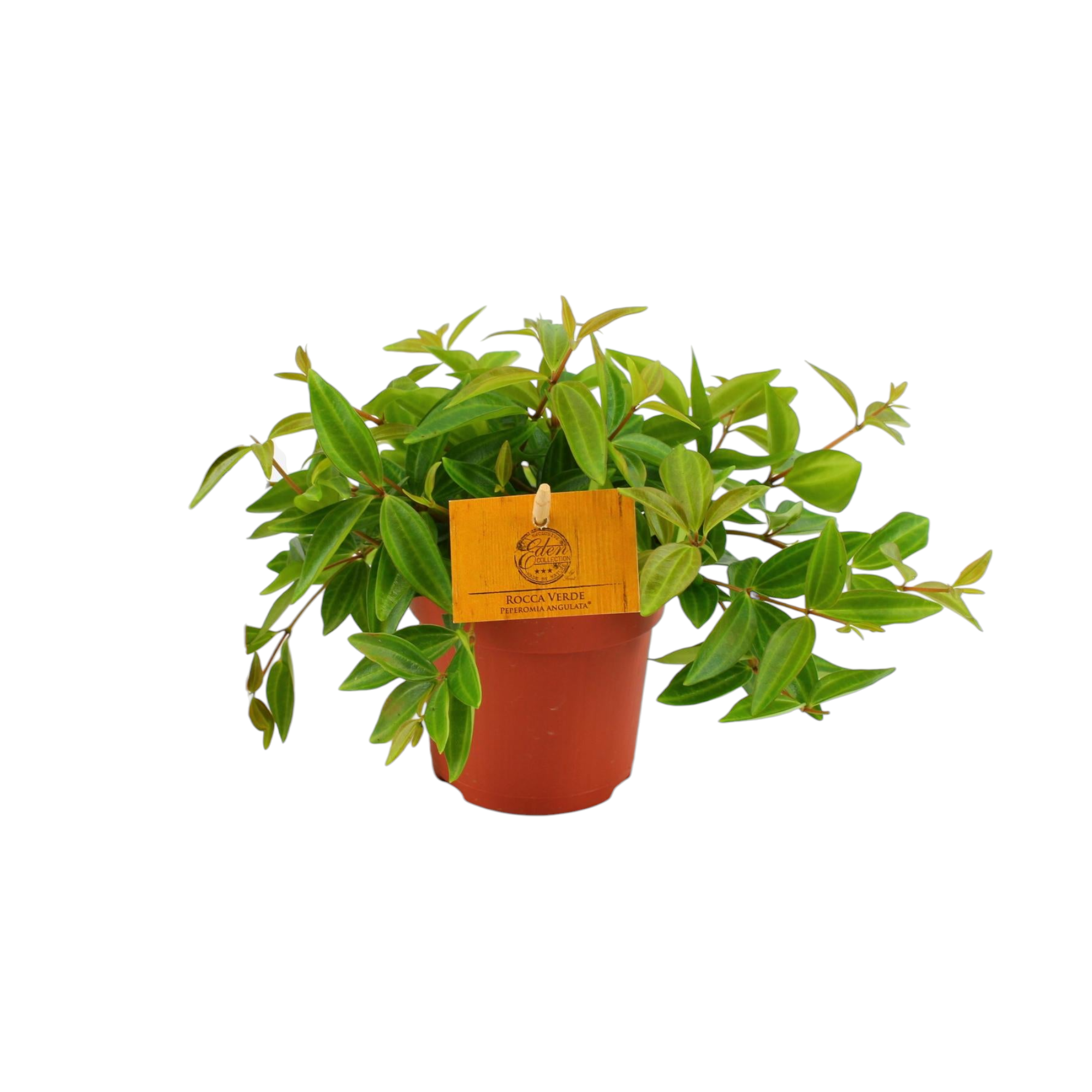 Peperomia 'Rocca Vivace' 15cm - Plante d'intérieur- La Green Touch - Image 1