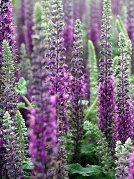 Teucrium hircaninum Paradise Delight - Germandrée d'Iran Pot de 2L/3L