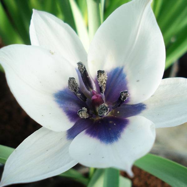 Promesse de Fleurs - Tulipe botanique humilis Albo.Oculata Bulbe calibre 6+ (par 5)