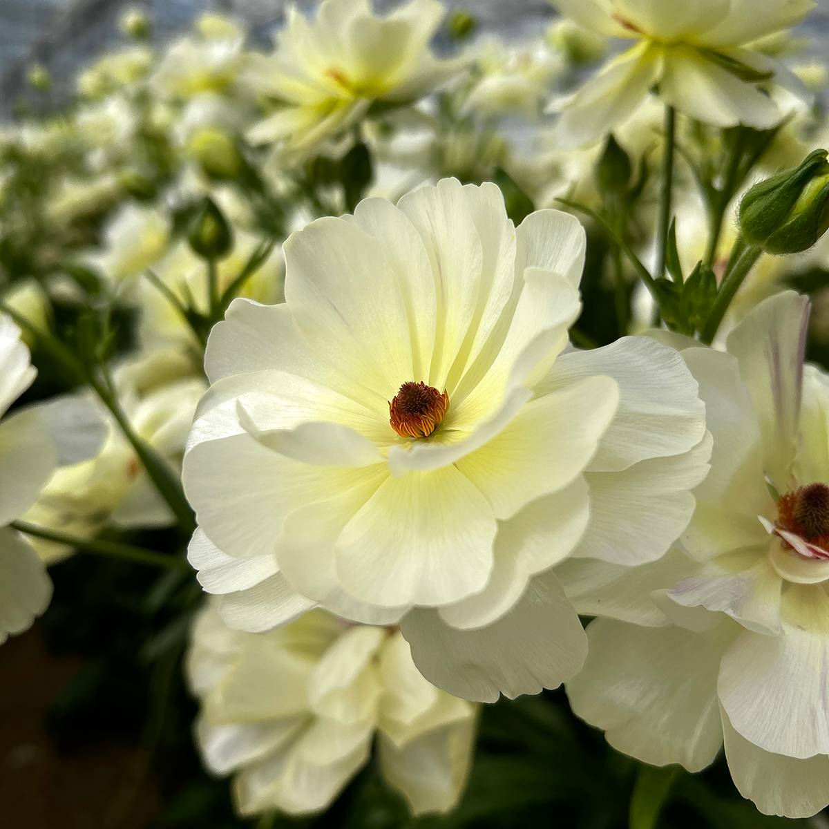 Promesse de Fleurs - Renoncule des fleuristes Butterfly Ninos – Ranunculus asiaticus Bulbe calibre 8+