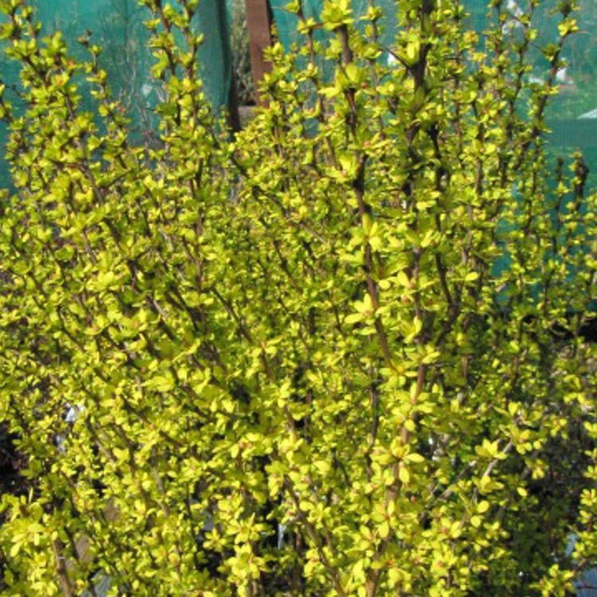 Epine-vinette thunbergii Golden Torch® 'Torchd'Or' à fleurs Orange - feuillage Semi-Persistant - Pot de 3L - 20/40 cm-  hauteur à maturité De 1,00 m à - Image 2