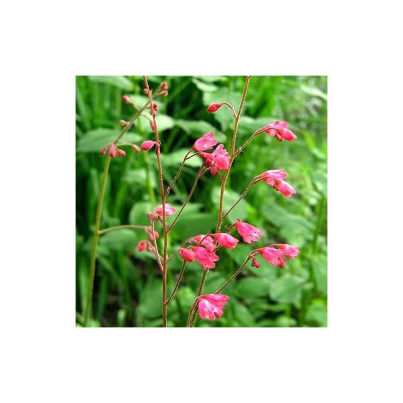 Heuchere Leuchtkäkfer à fleurs Rose/Rouge - feuillage Caduc - Godet - 5/20 cm - Image 1
