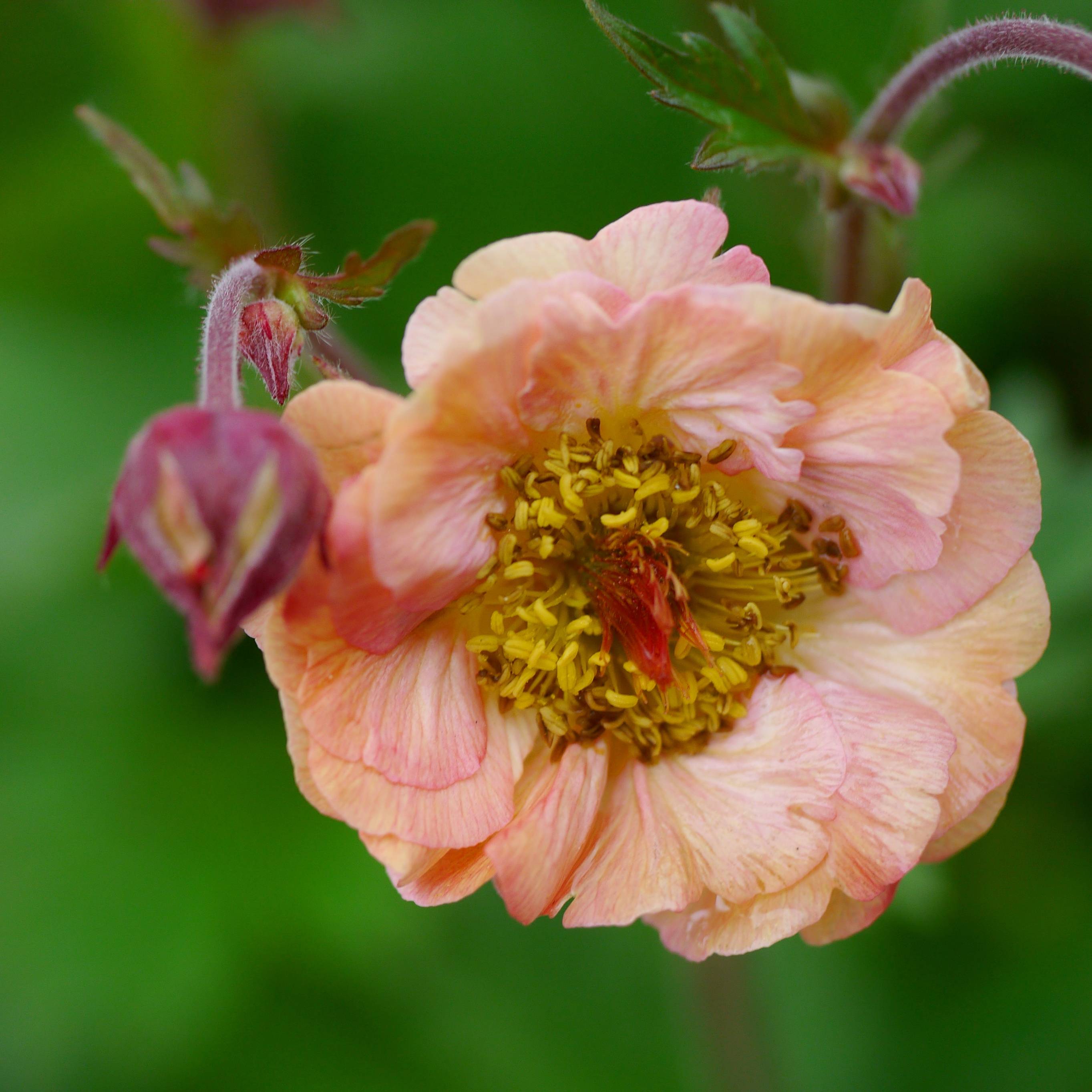 Promesse de Fleurs - Geum Bell Bank - Benoîte rose soutenu Pot de 2L/3L