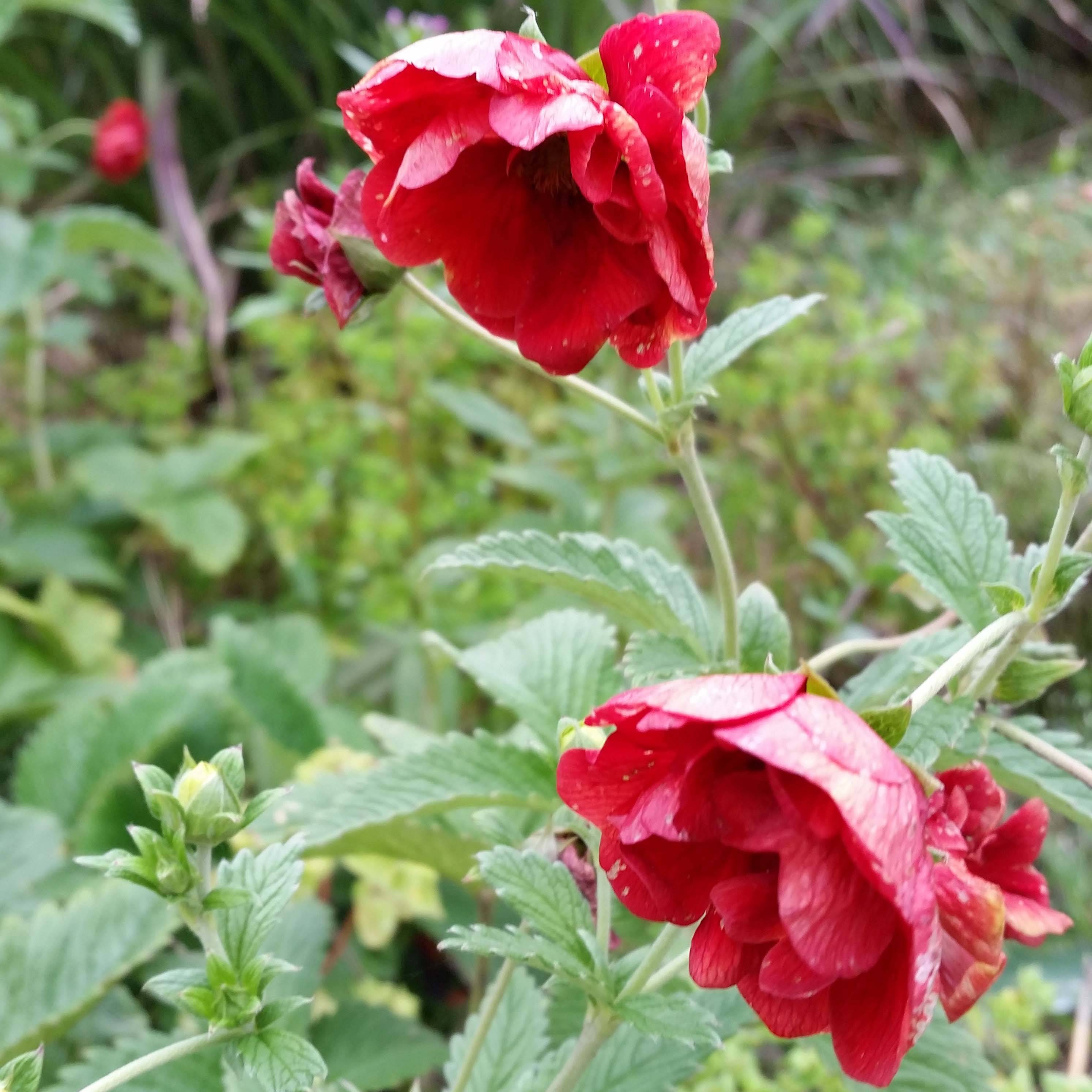 Potentilla Arc en Ciel - Potentille vivace Godet de 8/9 cm