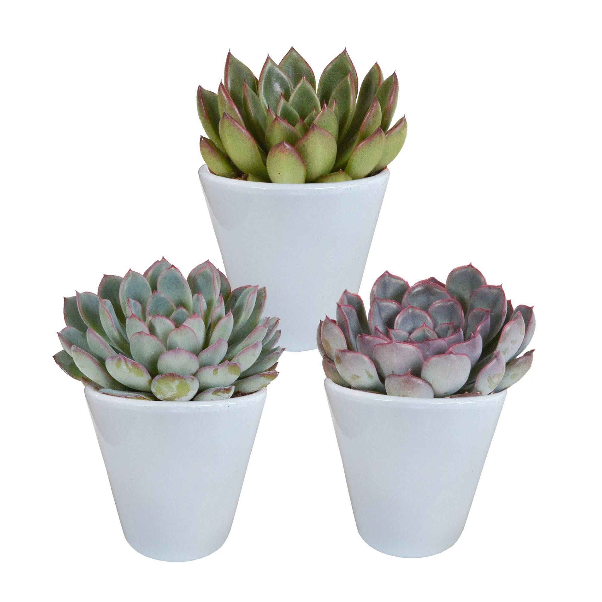 Trio d'Echeveria et leurs caches-pots blancs h15cm- La Green Touch - Image 2