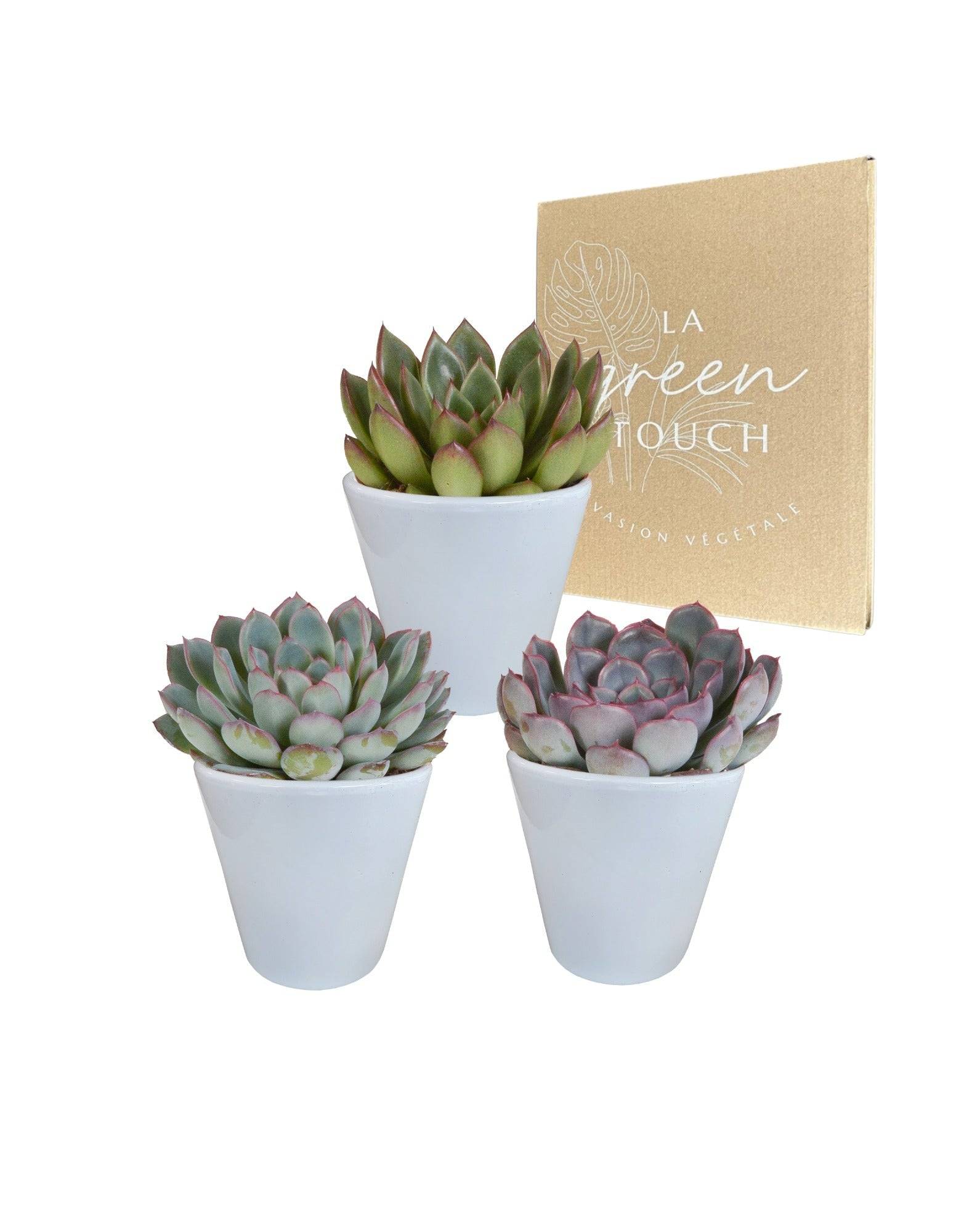 Trio d'Echeveria et leurs caches-pots blancs h15cm- La Green Touch - Image 1