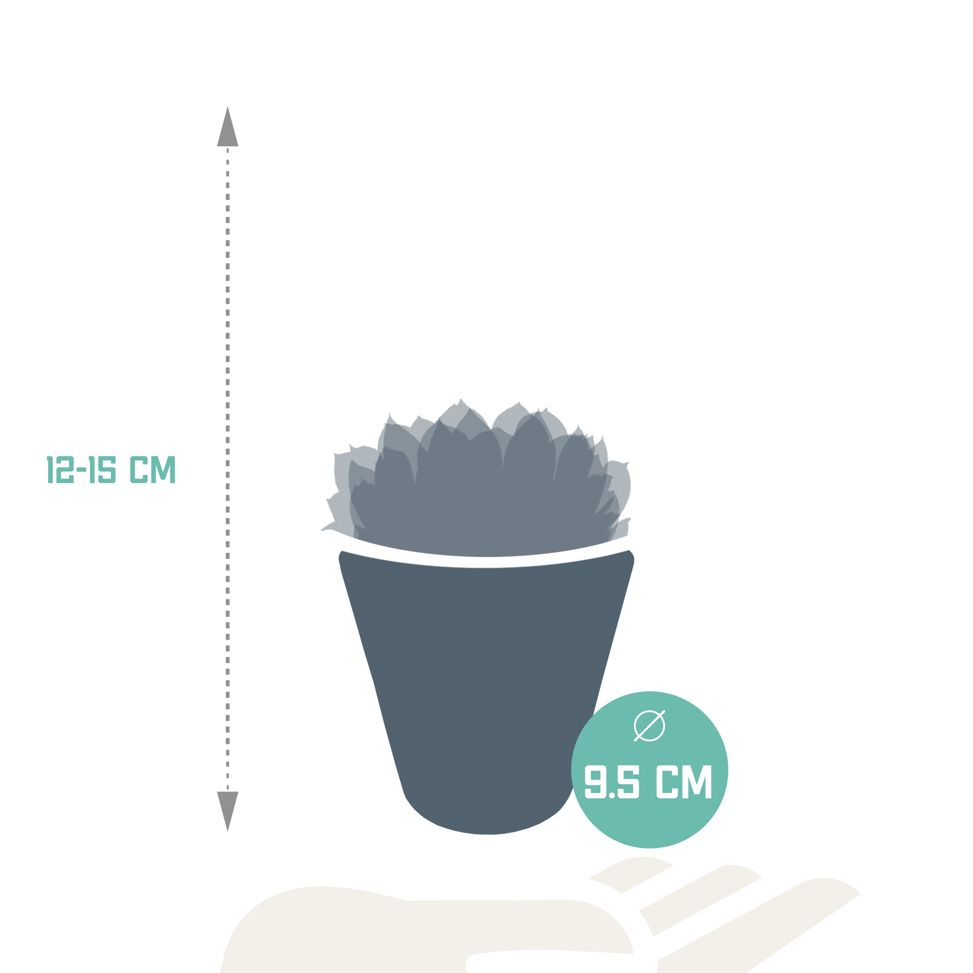Trio d'Echeveria et leurs caches-pots blancs h15cm- La Green Touch - Image 4