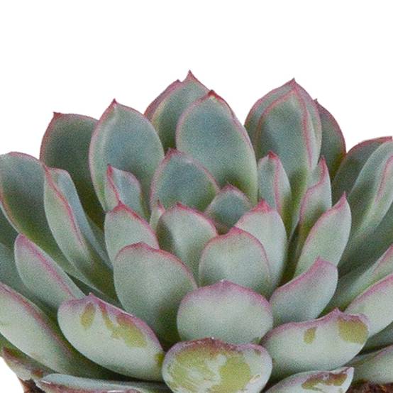 Trio d'Echeveria et leurs caches-pots blancs h15cm- La Green Touch - Image 3