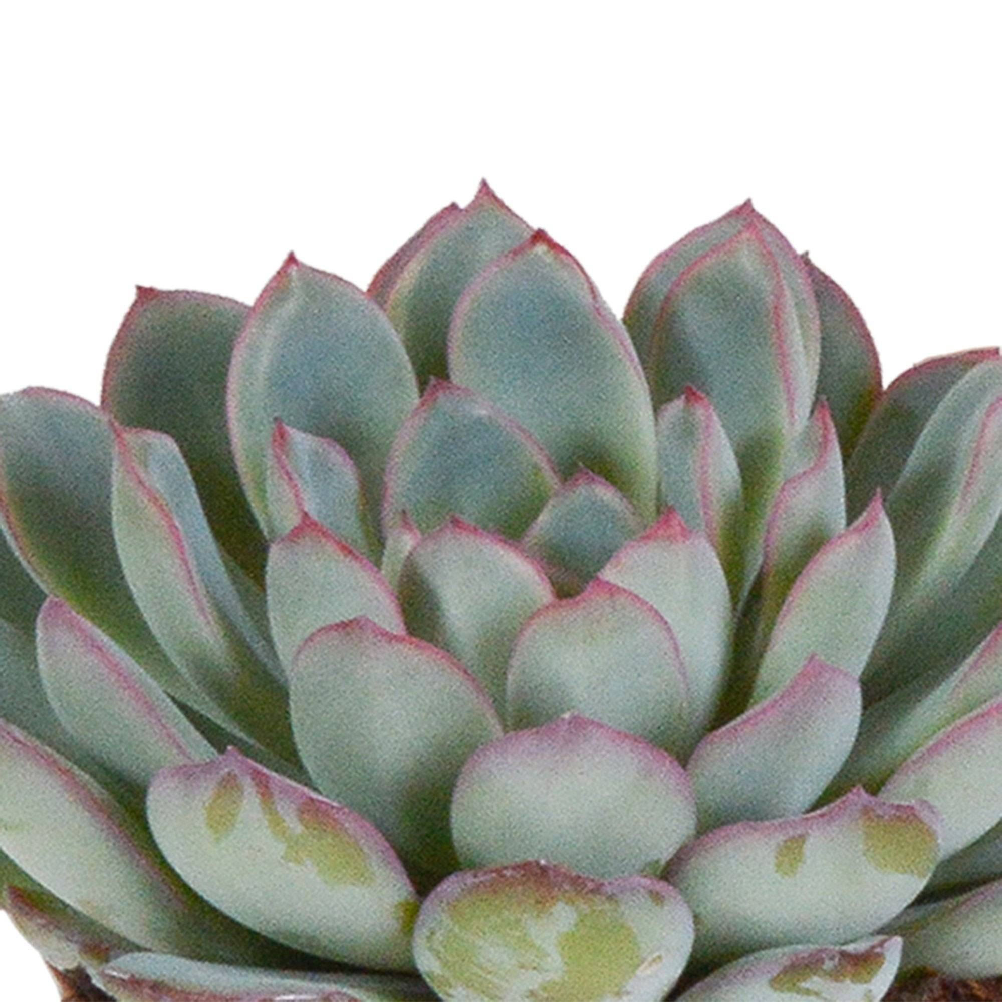 Trio d'Echeveria et leurs caches-pots blancs h15cm- La Green Touch - Image 3