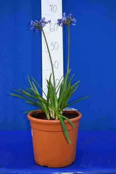 Sans Marque - Agapanthe Lapis Lazuli (Agapanthe) Couleur floraison:Violet - Taille:Pot de 5 litres - 30/40cm - Image 1