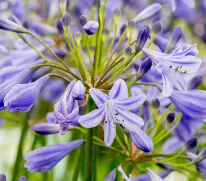 Sans Marque - Agapanthe Lapis Lazuli (Agapanthe) Couleur floraison:Violet - Taille:Pot de 5 litres - 30/40cm - Image 2