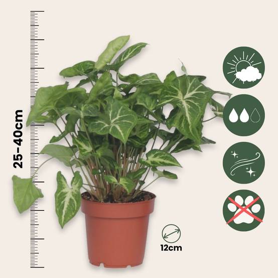 Plant In A Box - Patte-d'oie - Set de 2 - Syngonium podophyllum 'Pixie' - Hauteur 25-40cm - ⌀12cm - Image 5