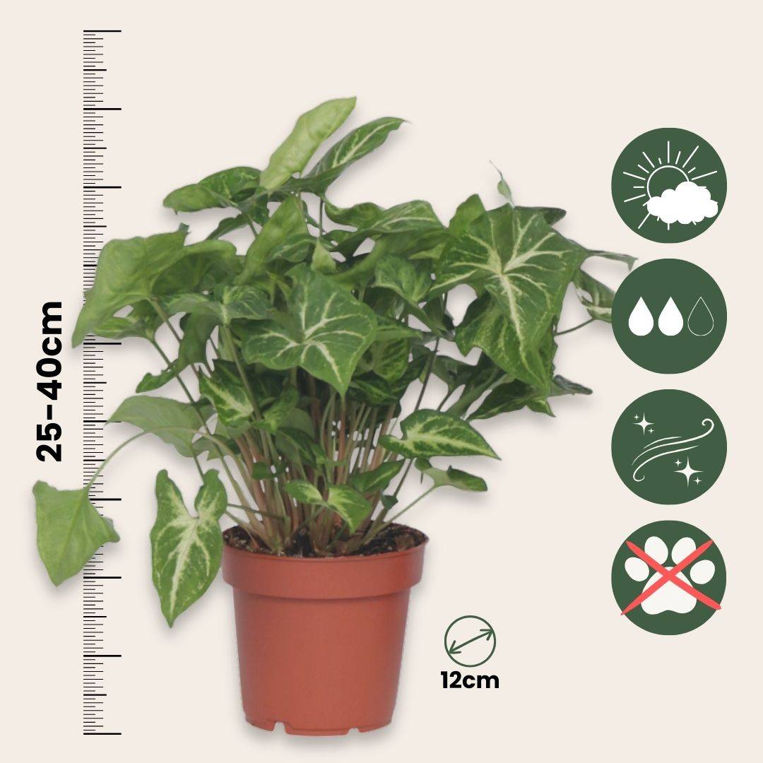 Plant In A Box - Patte-d'oie - Set de 2 - Syngonium podophyllum 'Pixie' - Hauteur 25-40cm - ⌀12cm - Image 5