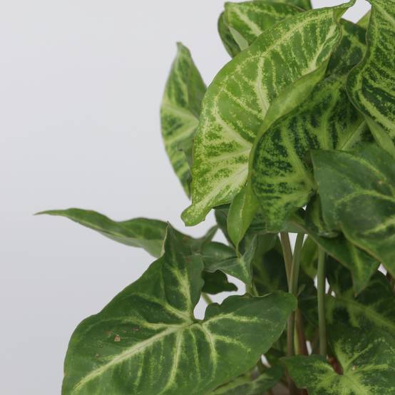 Plant In A Box - Patte-d'oie - Set de 2 - Syngonium podophyllum 'Pixie' - Hauteur 25-40cm - ⌀12cm - Image 4
