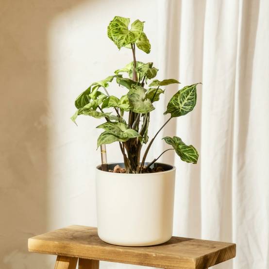 Plant In A Box - Patte-d'oie - Set de 2 - Syngonium podophyllum 'Pixie' - Hauteur 25-40cm - ⌀12cm - Image 2