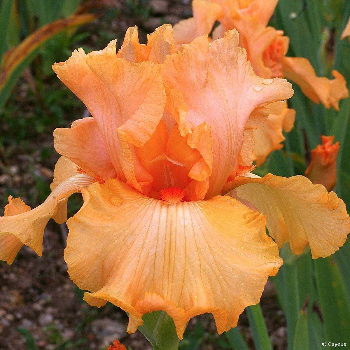 Promesse de Fleurs - Iris germanica Ma Pomme - Iris des Jardins Rhizome, Calibre 10/15, qualité extra