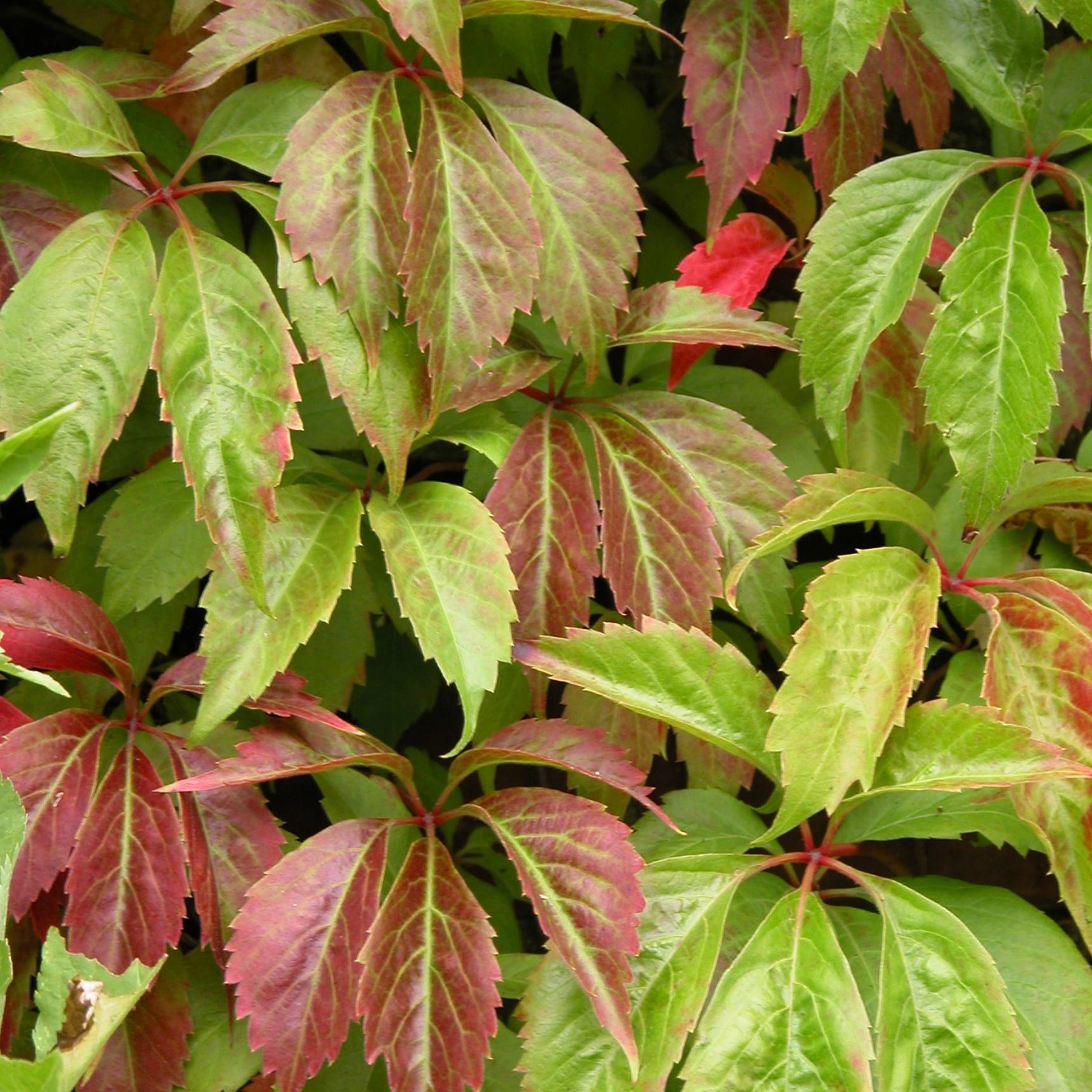 Vigne vierge - Parthenocissus quinquefolia Engelmannii Godet de 8/9 cm