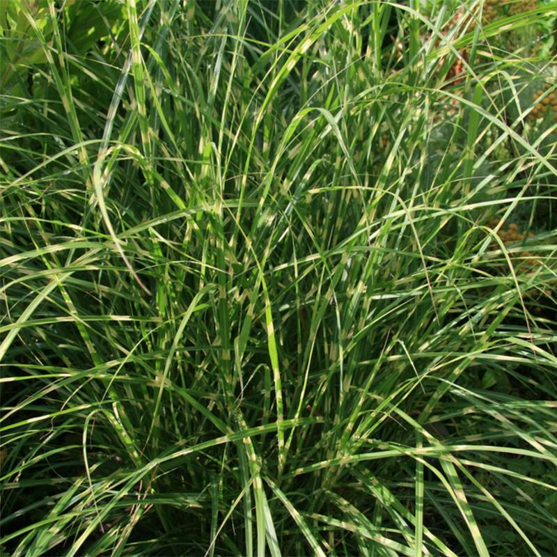Miscanthus sinensis Little Zebra - Roseau de Chine panaché en Godet de 8/9 cm