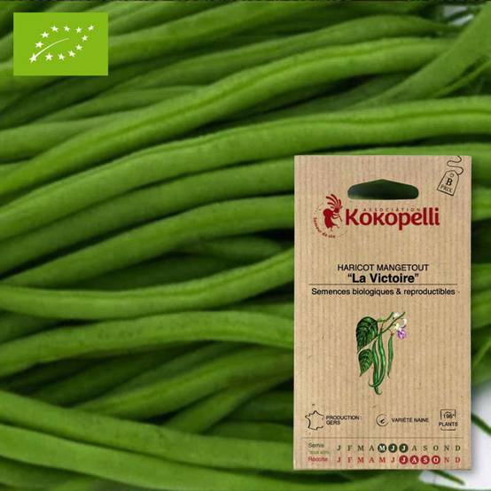 Haricot Mangetout Nain La Victoire- Graines bio à semer - Image 1
