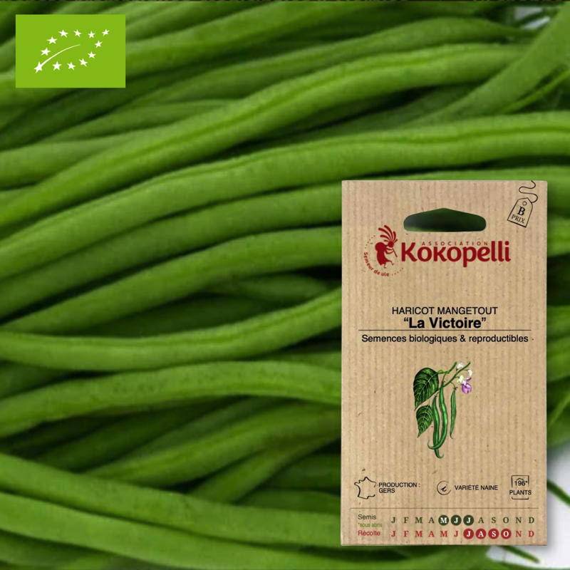 Haricot Mangetout Nain La Victoire- Graines bio à semer - Image 1